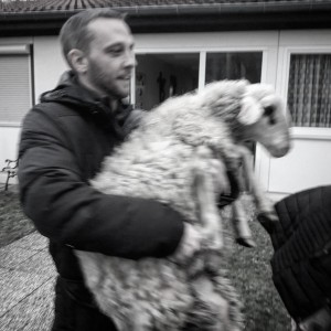 KAS-Geschäftsführer Daniel Bock greift beherzt zu, um Schafe und Ziegen an den richtigen Ort zu bringen. Foto: KAS.